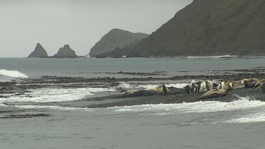 Macquarie Island-Antarctica