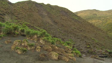 Rabbits at Macquarie Island-Antarctica
