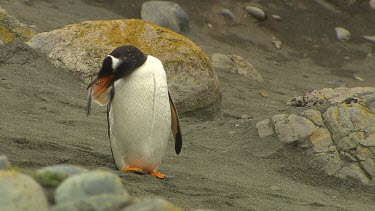 Gentoo Penguins