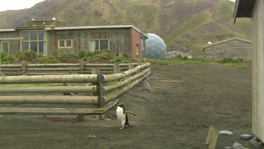 Gentoo Penguins