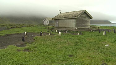 Gentoo Penguins