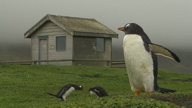 Gentoo Penguins