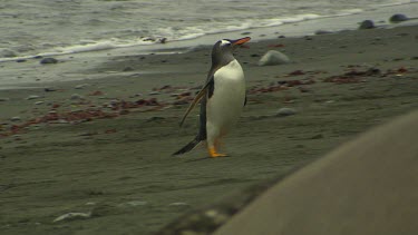 Gentoo Penguins