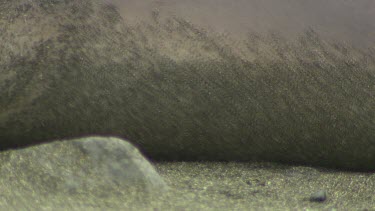 Elephant Seal