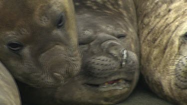 Elephant Seal