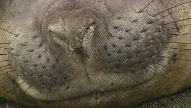 Elephant Seal