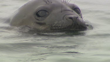 Elephant Seal