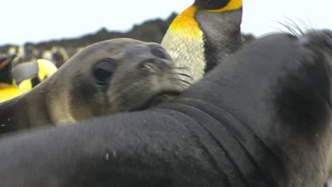 Elephant Seal