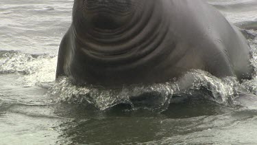 Elephant Seal