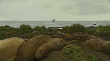 Elephant Seal