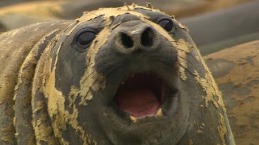 Elephant Seal