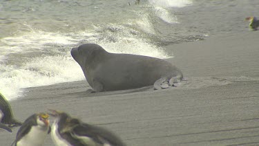 Elephant Seal