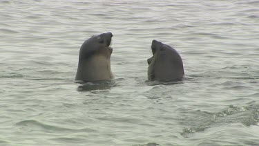 CM0035-GTVHD-0050482 Elephant Seal