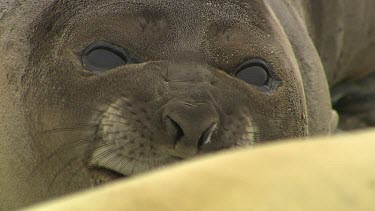 Elephant Seal