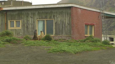 Elephant Seal