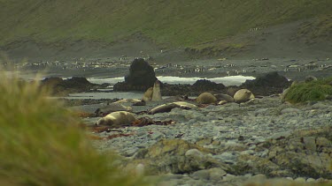 Elephant Seal