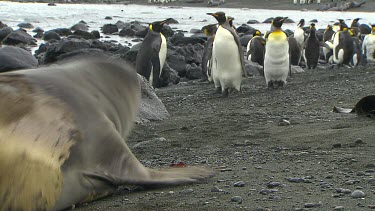 Elephant Seal