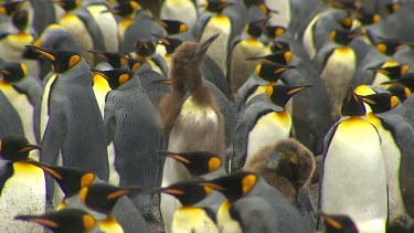 King Penguins
