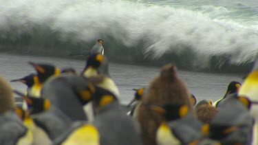 King Penguins