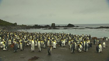 King Penguins