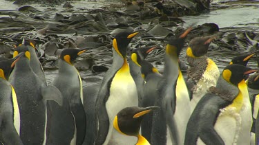 King Penguins