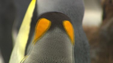 King Penguins