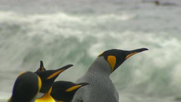 King Penguins