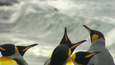 King Penguins