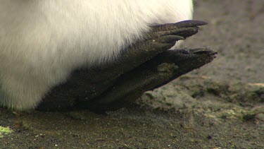 King Penguins