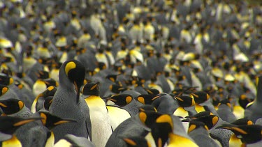 King Penguins