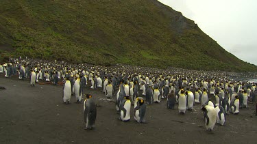King Penguins