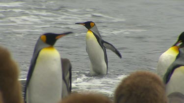 King Penguins