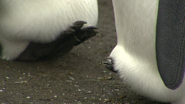King Penguins