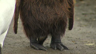 King Penguins