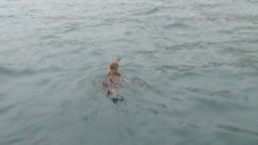 King Penguins