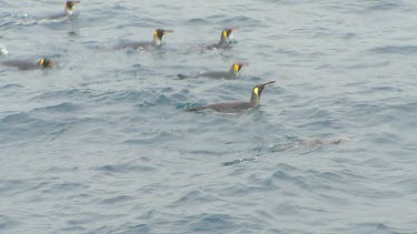 King Penguins