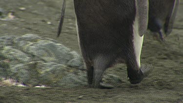 King Penguins