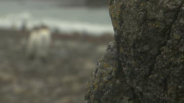 King Penguins