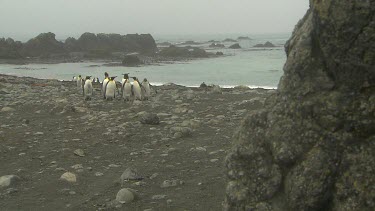 King Penguins