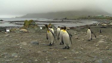 King Penguins