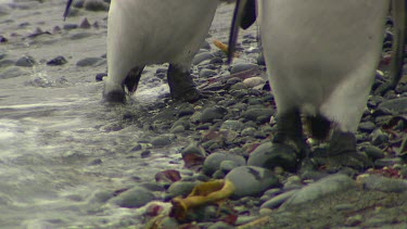 King Penguins