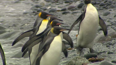 King Penguins