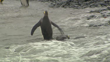 King Penguins