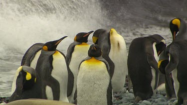 King Penguins