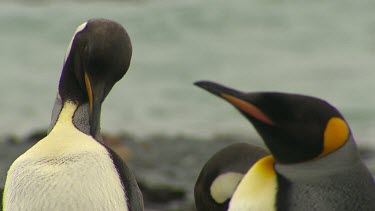 King Penguins