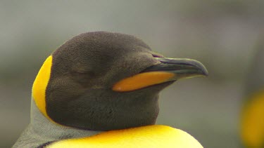 King Penguins