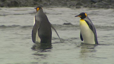 King Penguins