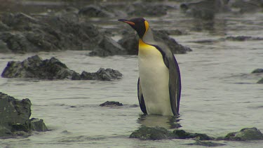 King Penguins