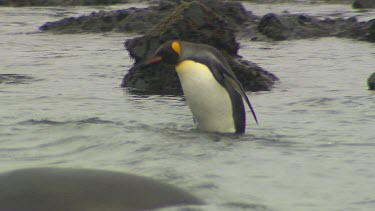 King Penguins