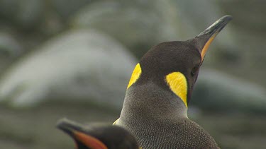 King Penguins